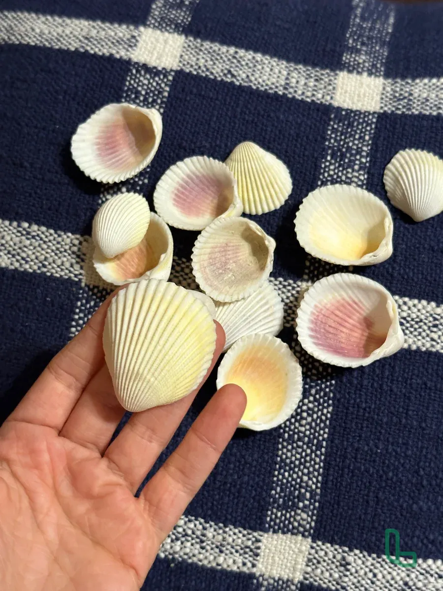 Ракушки морские