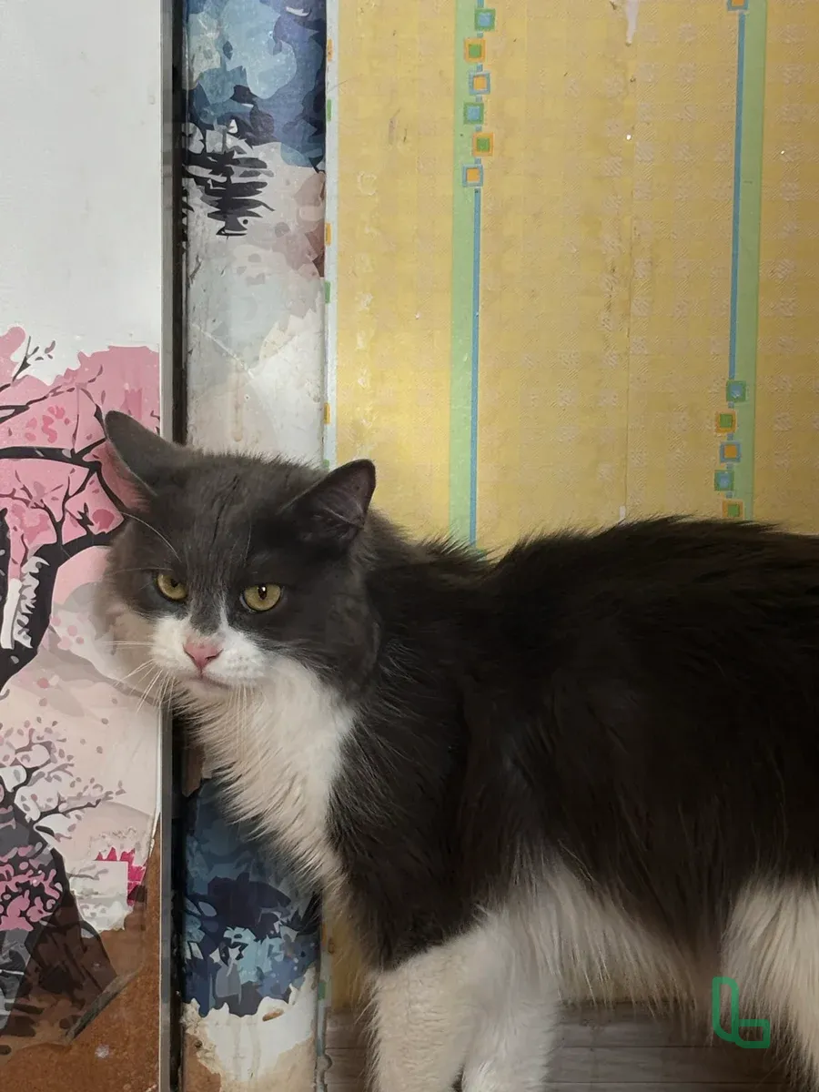 Кот Нэмо
