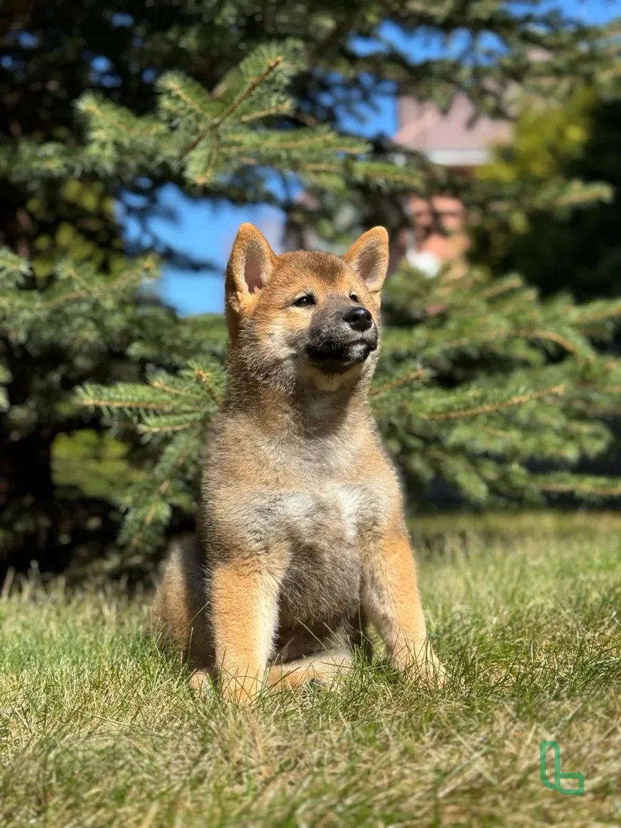 Сиба Шиба Ину Щенок Мальчик