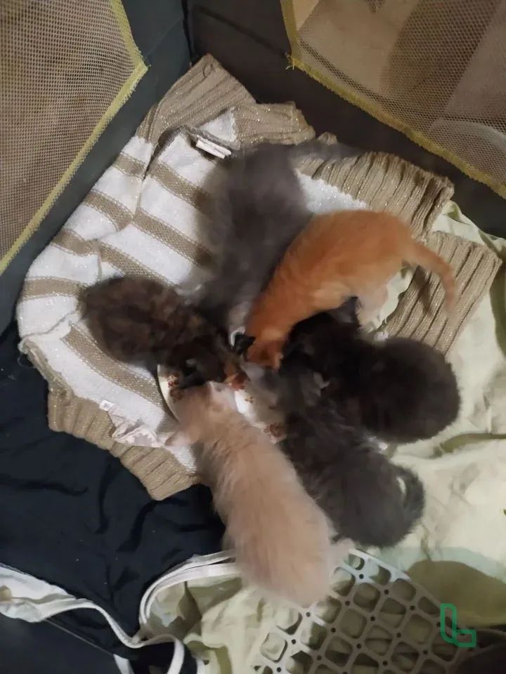 Очаровательные котята