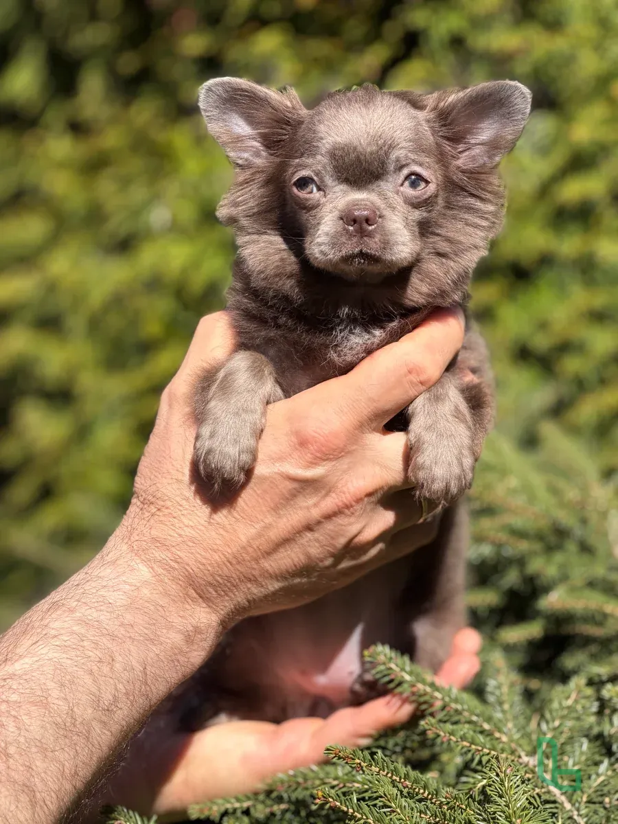 Чихуахуа Щенок Девочка