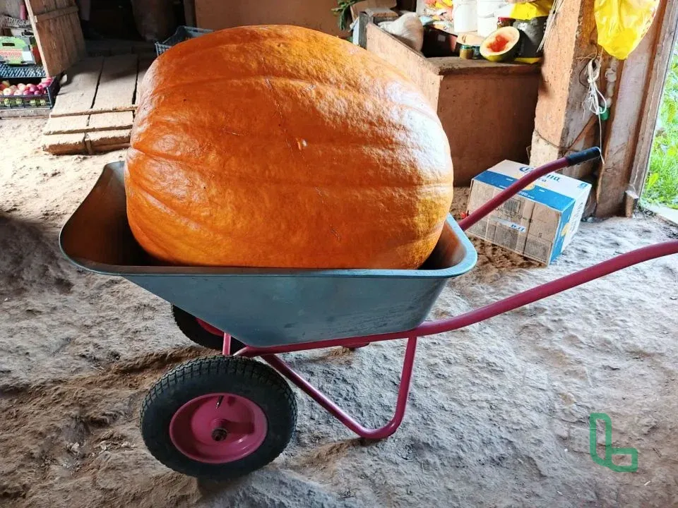 своя тыква.