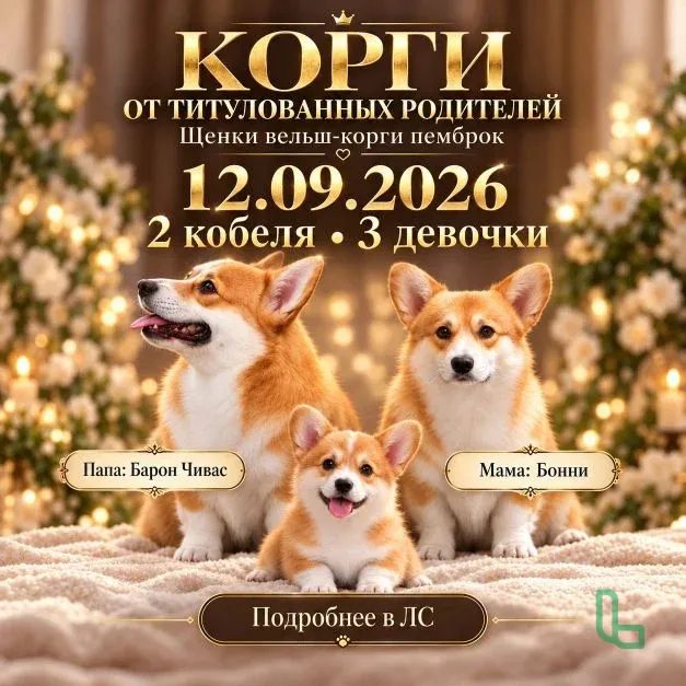 Щенки породы корги