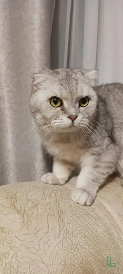 Шотландец чистокровный.