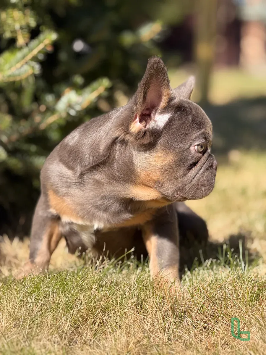 Французский Бульдог Флаффи Мальчик