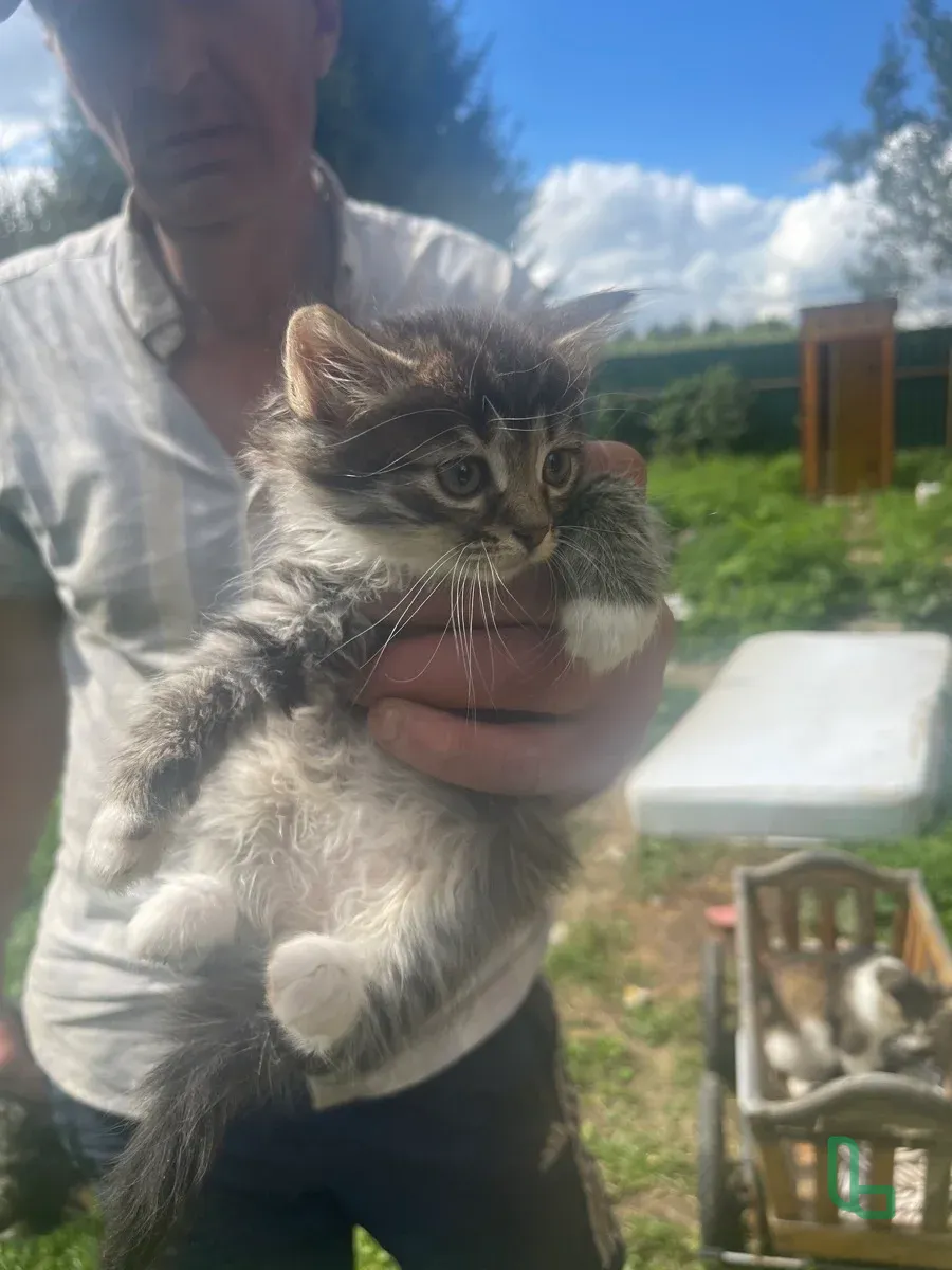 Продаю котят беспородные красивые