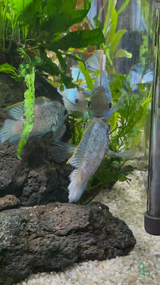 Аквариумные Рыбки