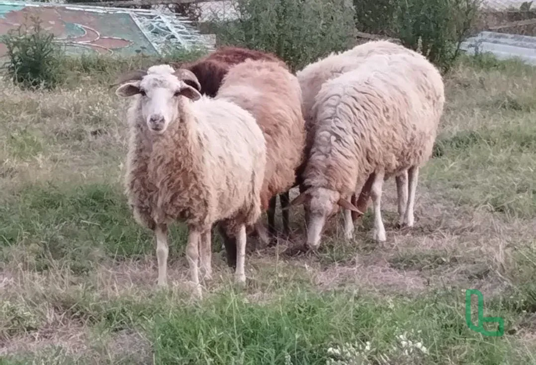 Овцы