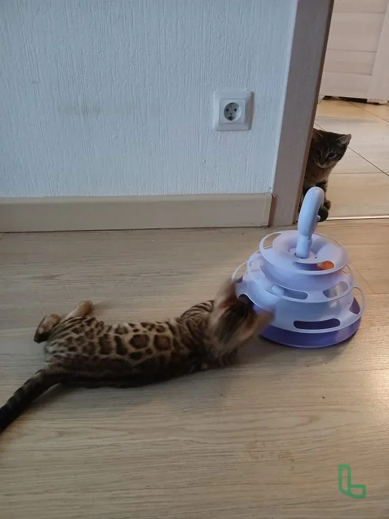 Бенгальский котёнок