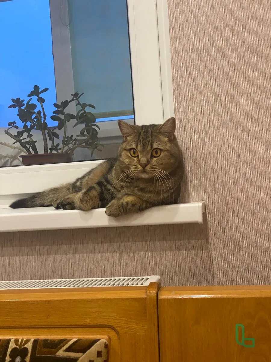 Кот , чистокровный британец , 2 года