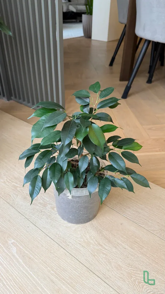 Фикус Бенджамина