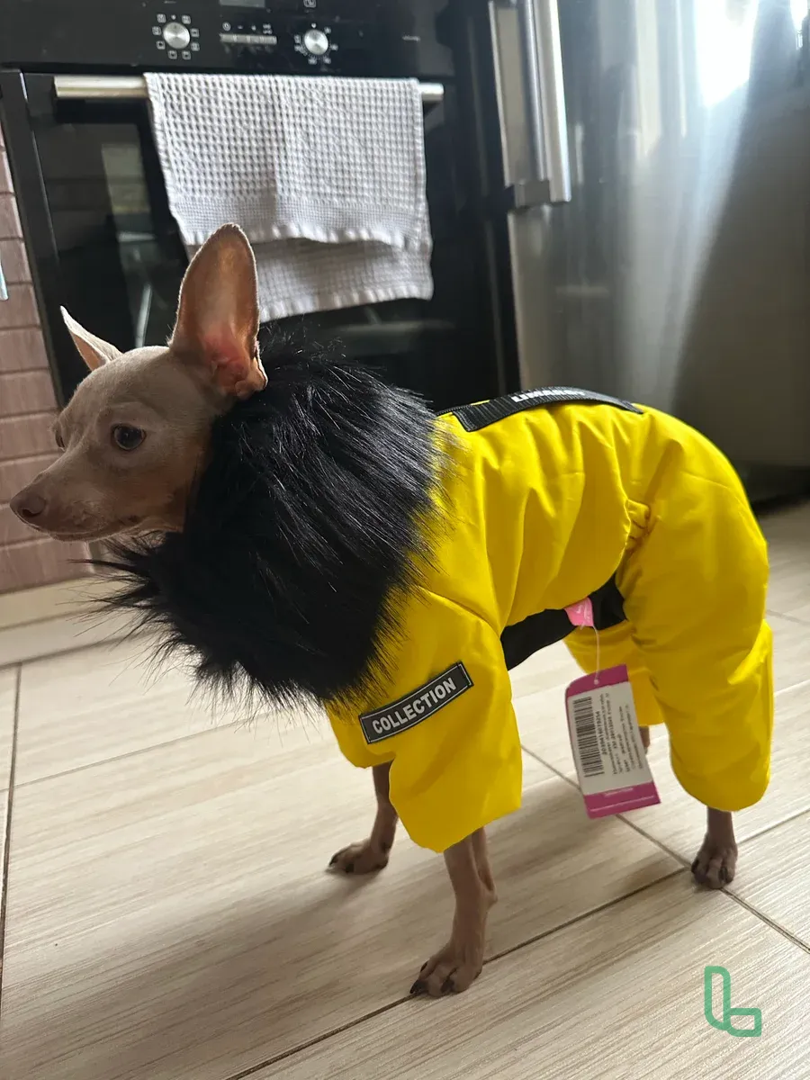 Зимний Комбинезон Для Собаки