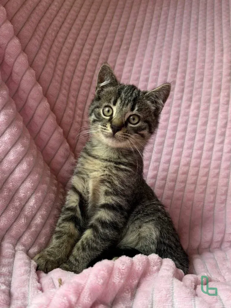 Котенок 2 месяца в добрые руки