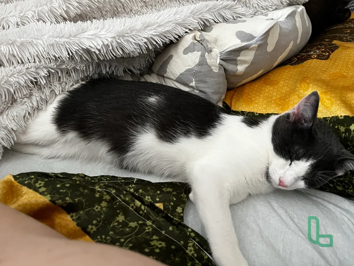 Котенок