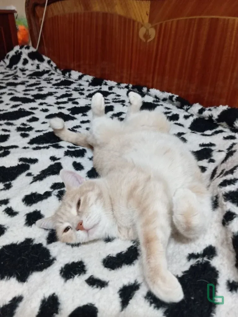отдам в добрые ручки котика Несю, 6 лет забавный