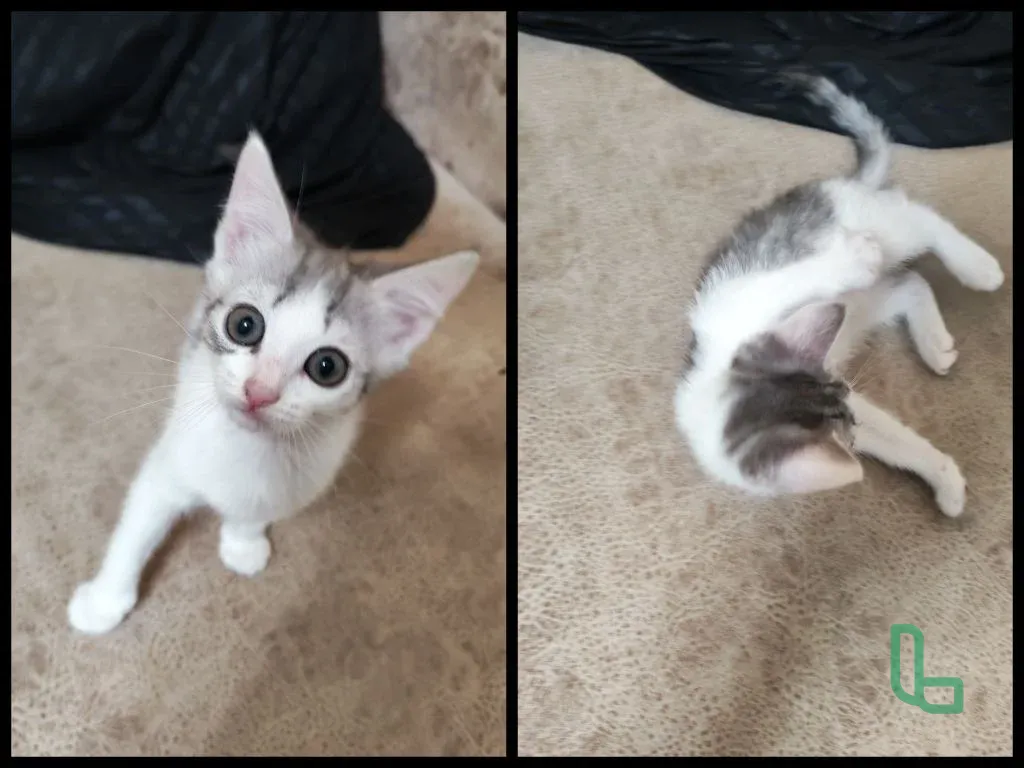 котята