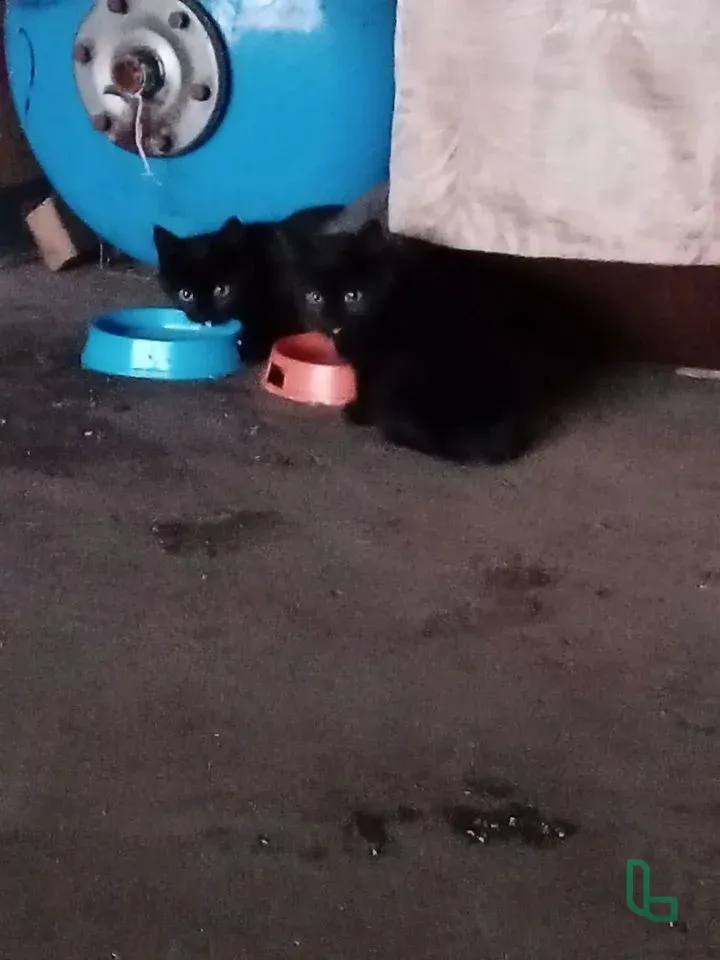 ОТДАЮ В ДОБРЫЕ РУКИ КОТЯТ ДАРОМ!!