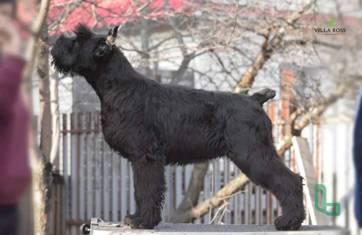 Щенки Ризеншнауцера