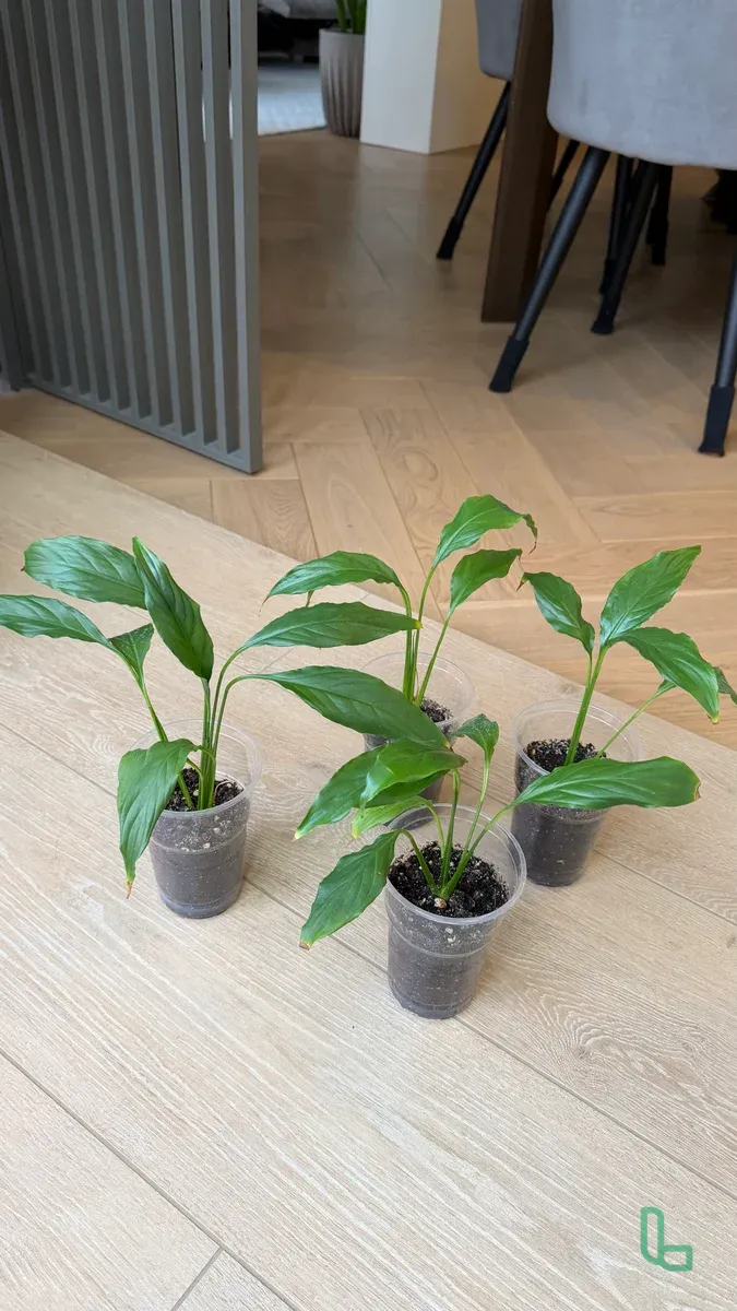 Спатифиллум