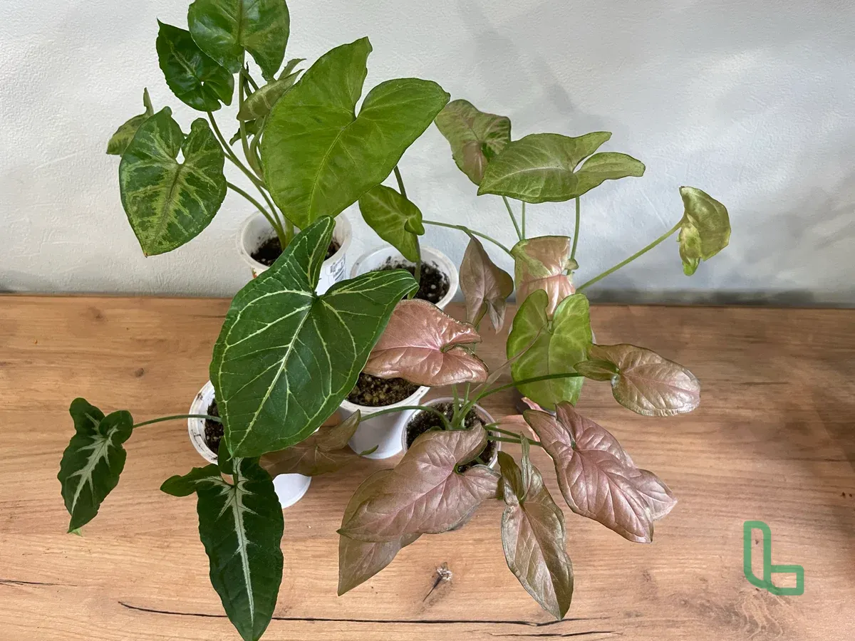 Сингониумы Набором 6шт