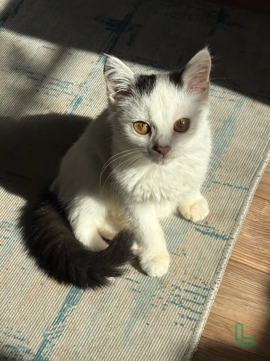 Срочно Отдаем Котенка!!!