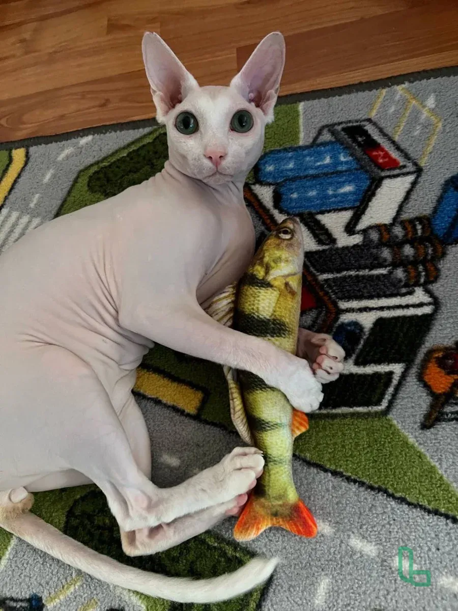 Кот Свинкс