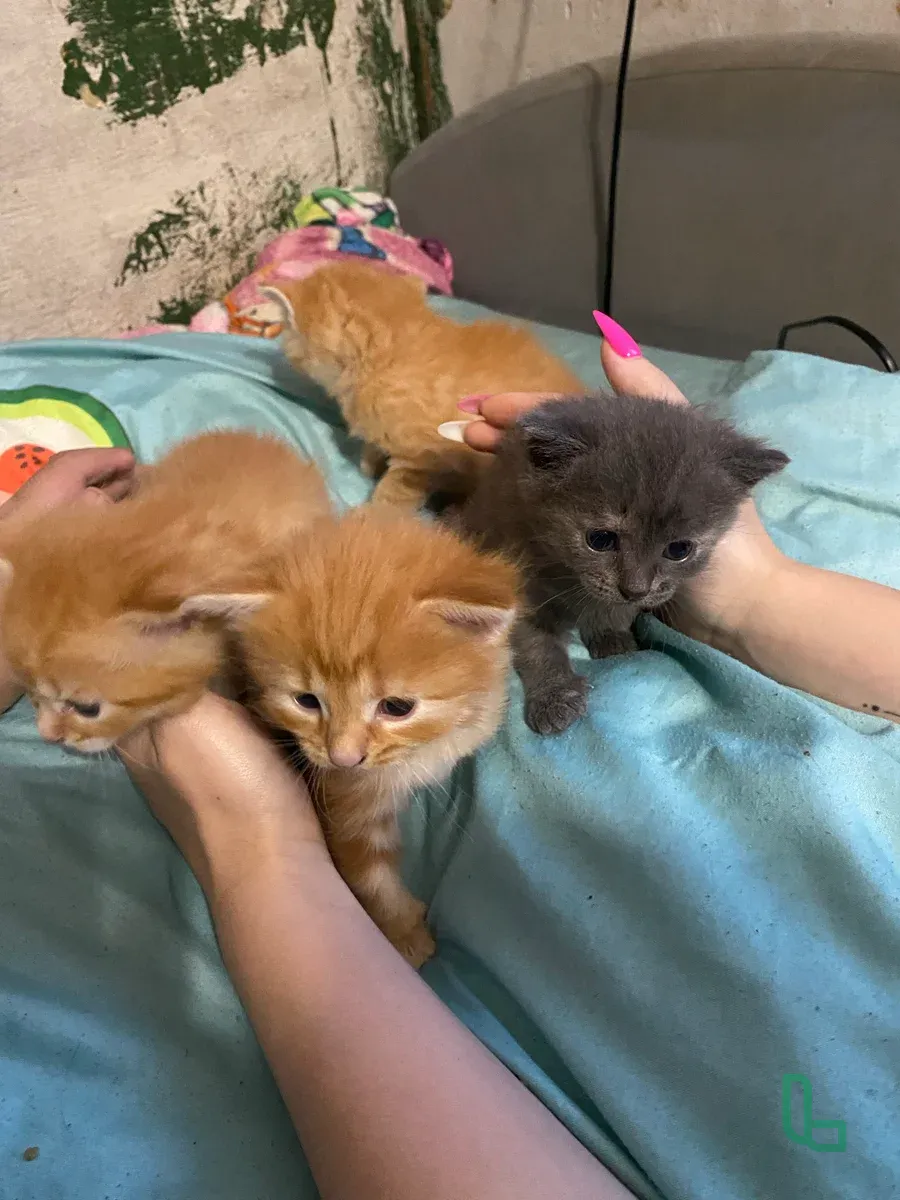Отдам Котиковы Добрые Руки