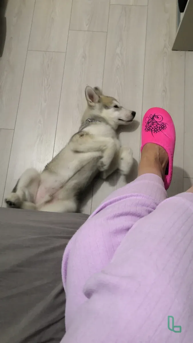 Выгул, Зооняня, Передержка