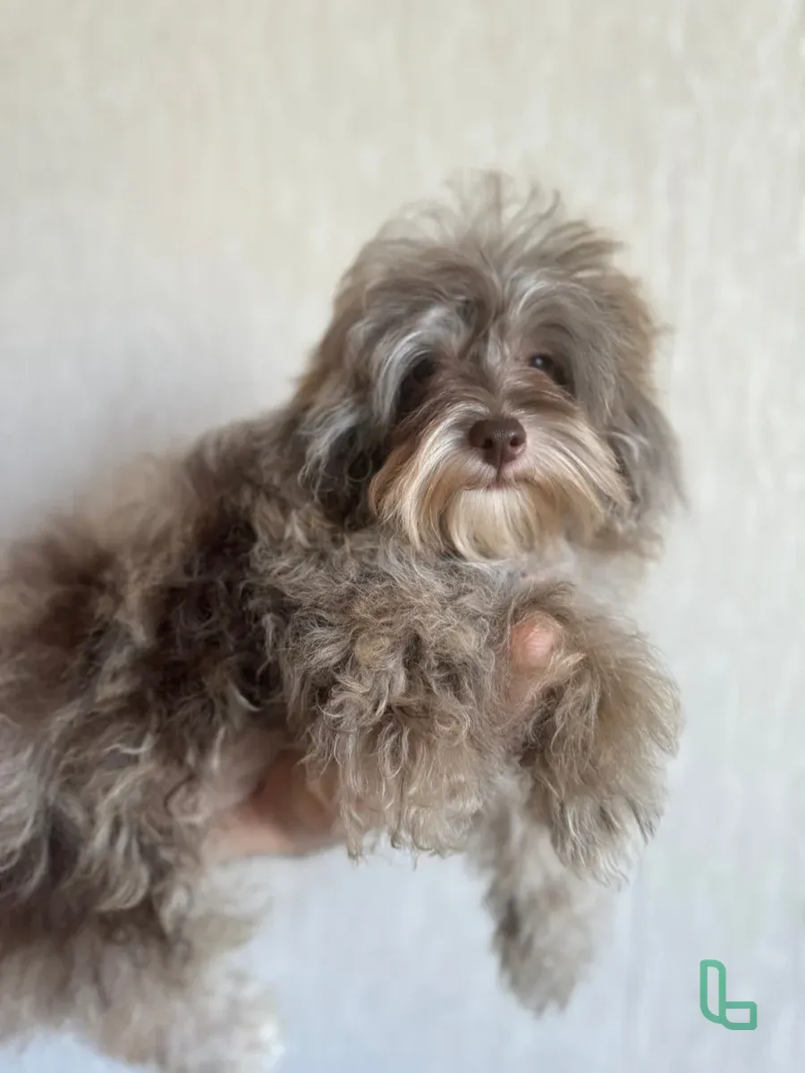 Мальтипу F1 Мини