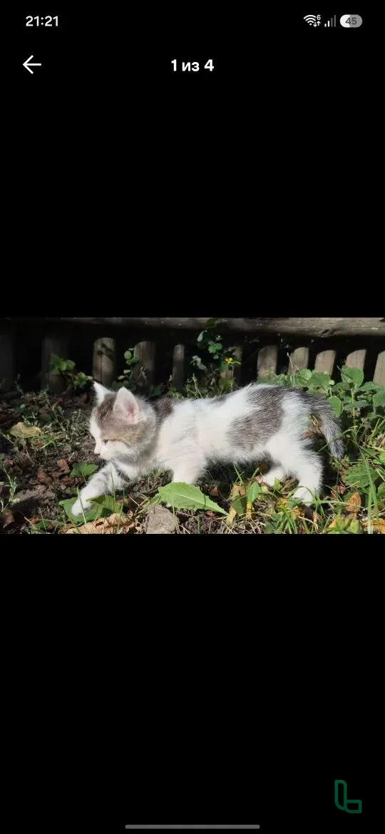 Котенок, белый с серым