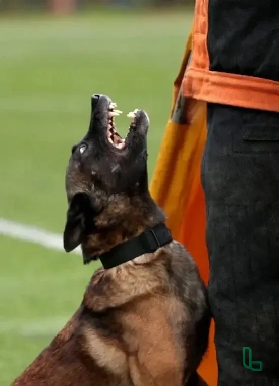 Щенки Бельгийской Овчарки Малинуа