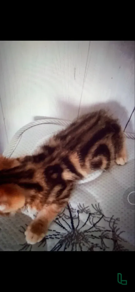 Курильские бобтейлы котята