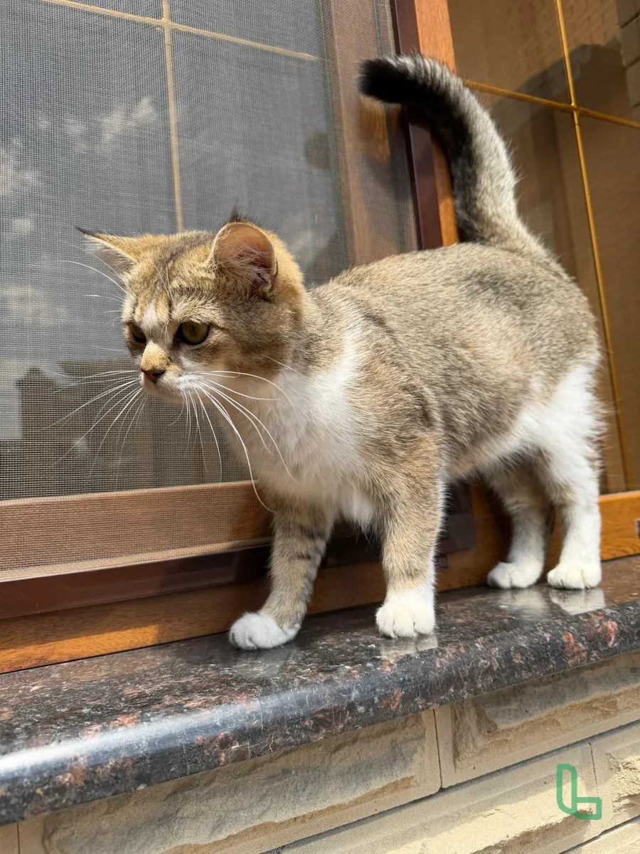 Кошка Бесплатно