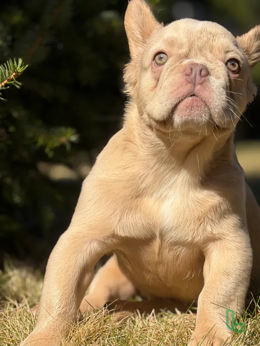 Французский Бульдог Флаффи Девочка