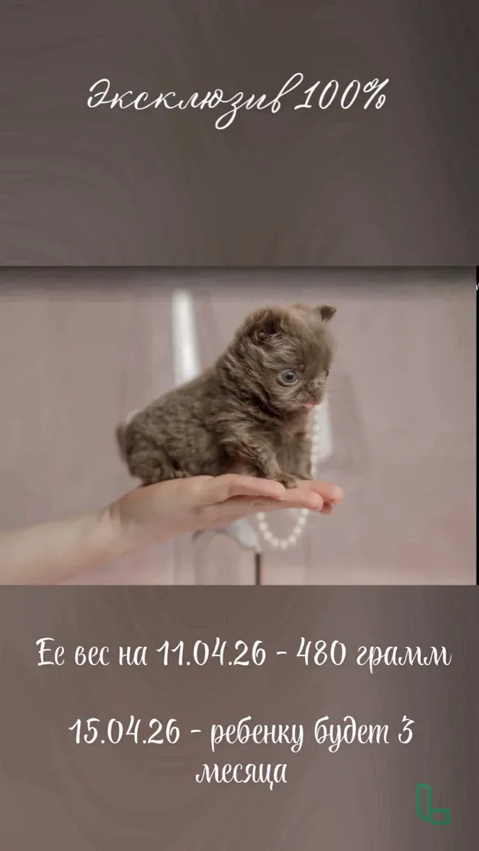 Чихуахуа Микро