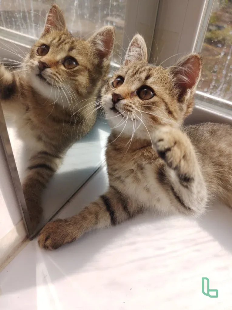 Отдам котёнка в добрые ручки!!!
