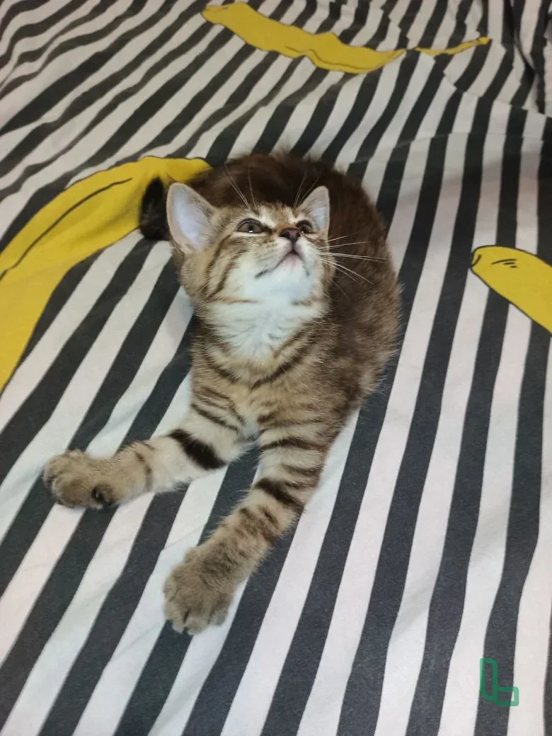 Продаются котята