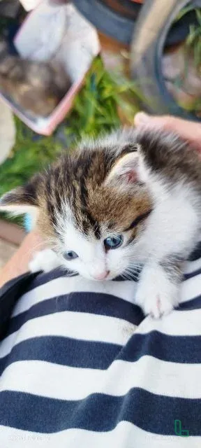 Котëнок даром