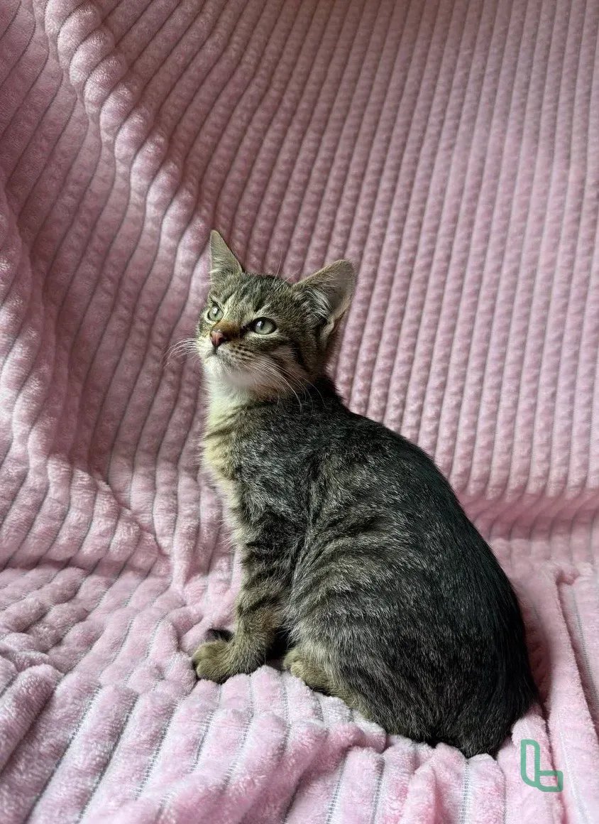 Котенок мальчик 2 месяца спасеныш❤️