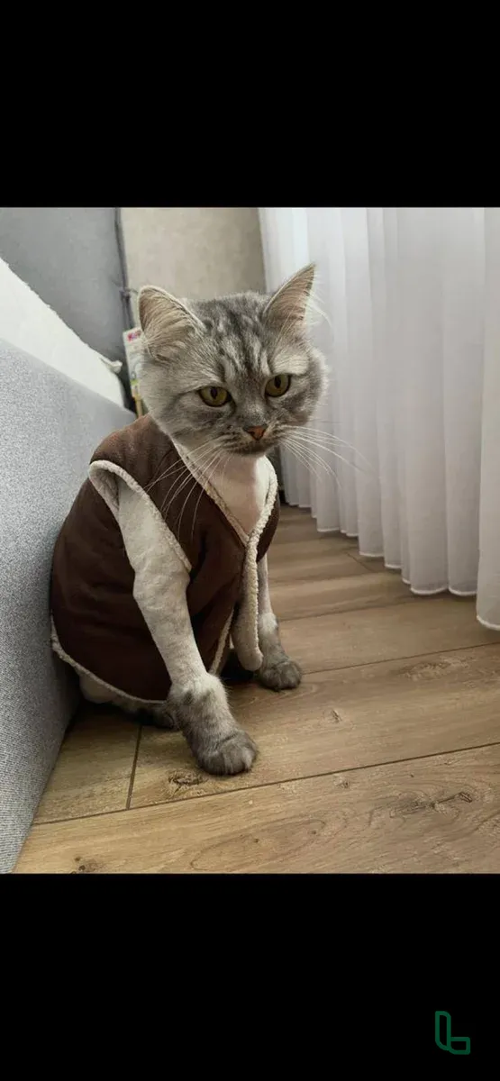 Кошка