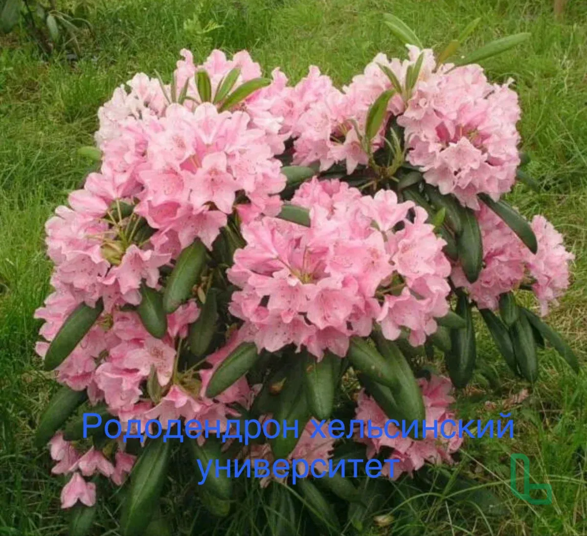 Многолетние Цветы, Кустарники , Хвои , Рассада